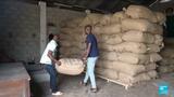 Ivory Coast's cocoa growers face crisis amid drop in global prices